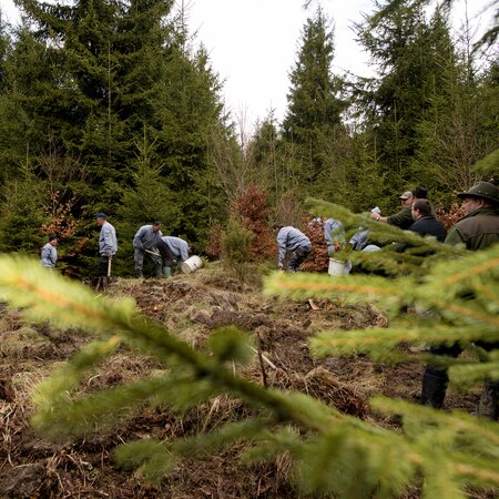 Several people are in a Romanian forest reforesting the forest.